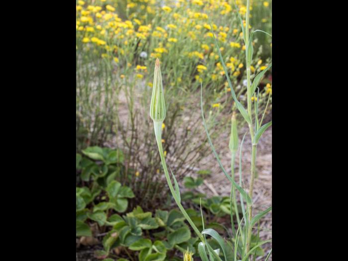 Salsifis majeur (Tragopogon dubius)_6
