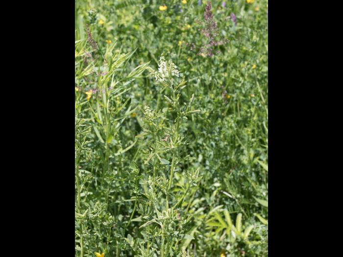 Mélilot blanc (Melilotus albus)_6