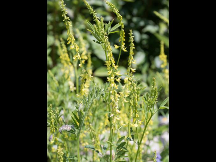 Mélilot jaune (Melilotus officinalis)_9