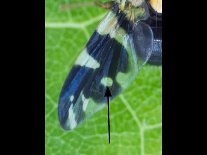 Trypète noire des cerises (Rhagoletis fausta)_6