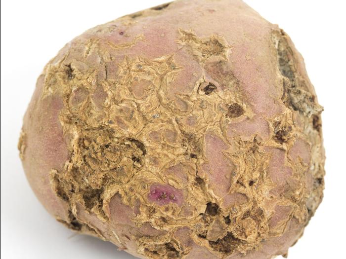Pomme de terre - Gale commune (Streptomyces scabiei)