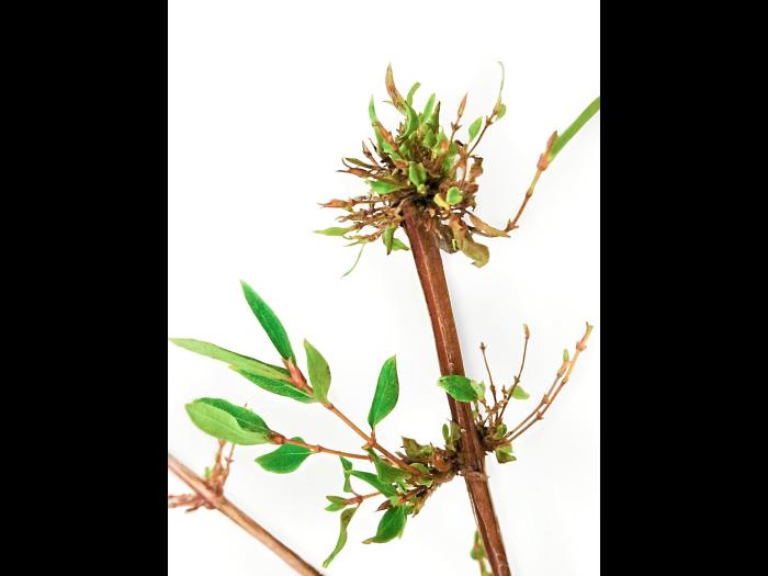 Camerise - glyphosate (9)_2