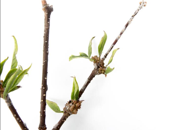 Lilas japonais - glyphosate (9)_5