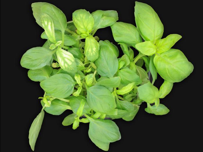 Basilic - glyphosate (9)_1