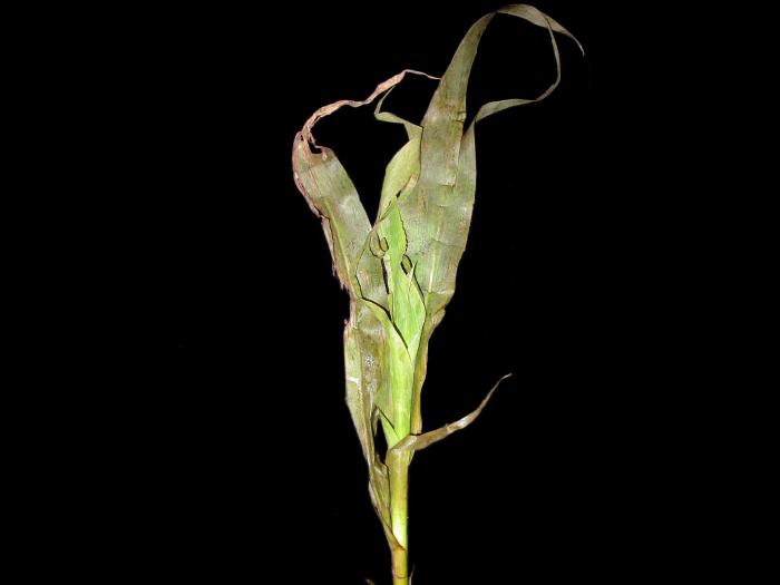 Maïs sucré - bromoxynil (ester) (6)_2