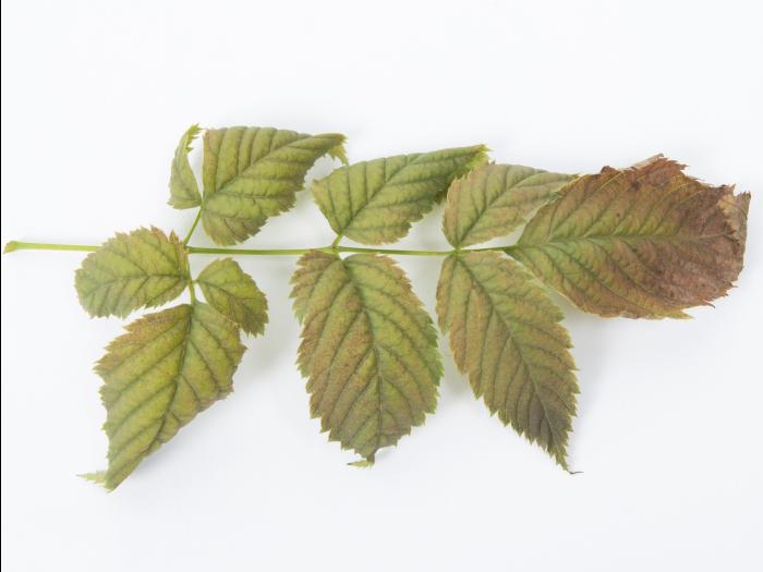 Barbe-de-bouc - indaziflam (29)_2