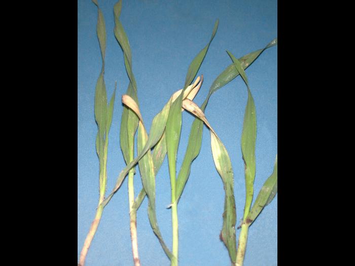 Orge - atrazine (5)_1