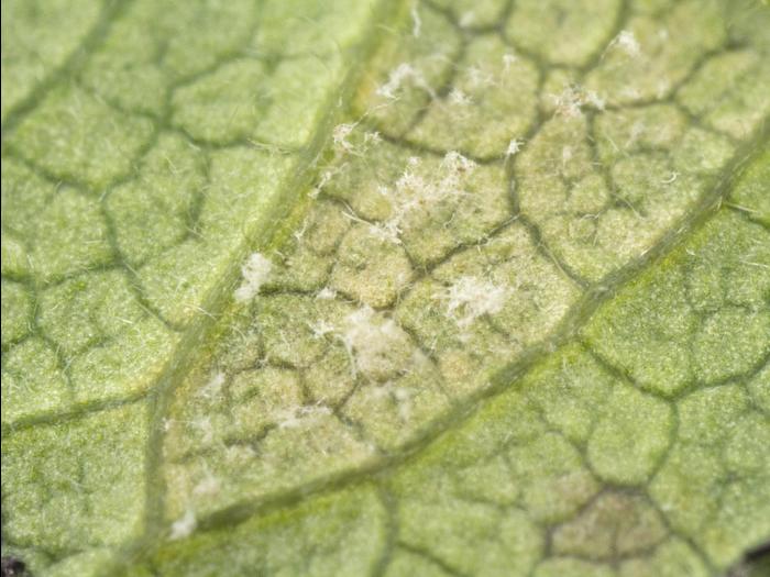 Mûre - Mildiou (Peronospora sparsa)