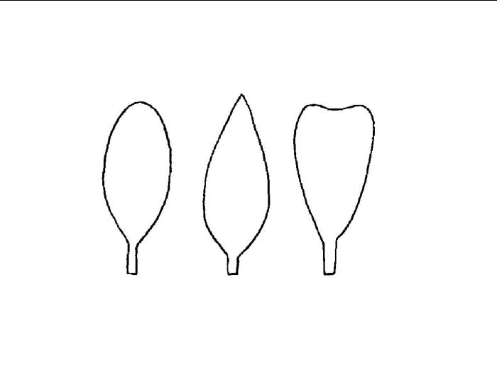 Identification_Oblong