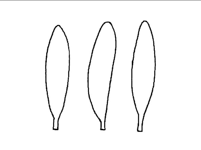 Identification_Allongé