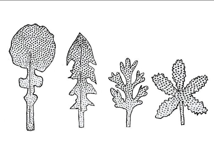 Identification_FeuilleDécoupé