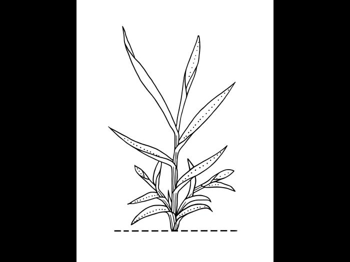 Identification_GraminéeVeg