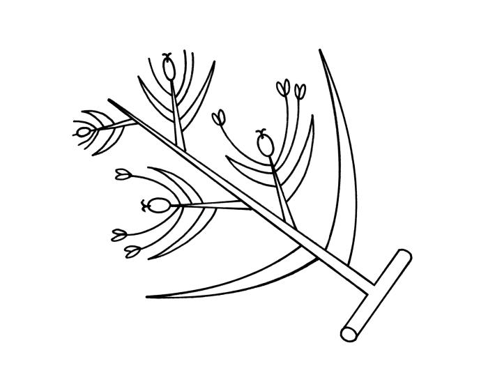 Identification_InflGraminee