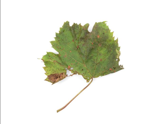 Vigne (raisin) - Pourriture noire (Phyllosticta ampelicida)_11