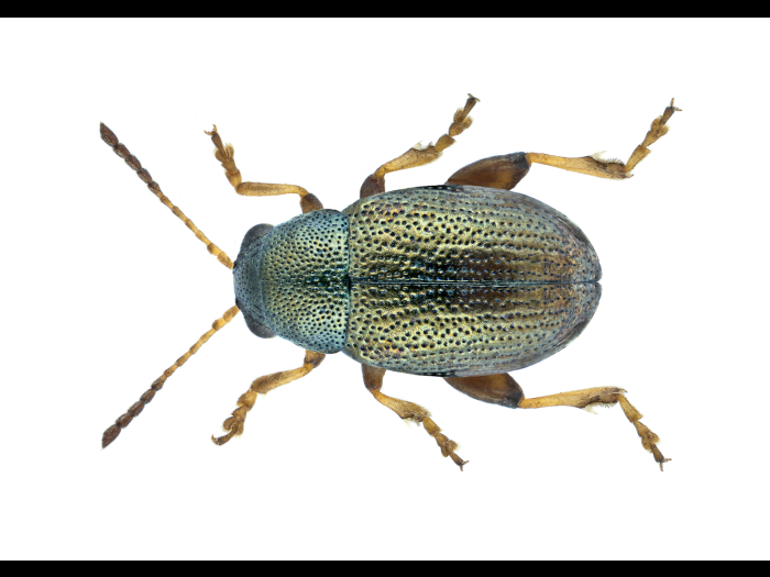 Chaetocnema hortensis_2