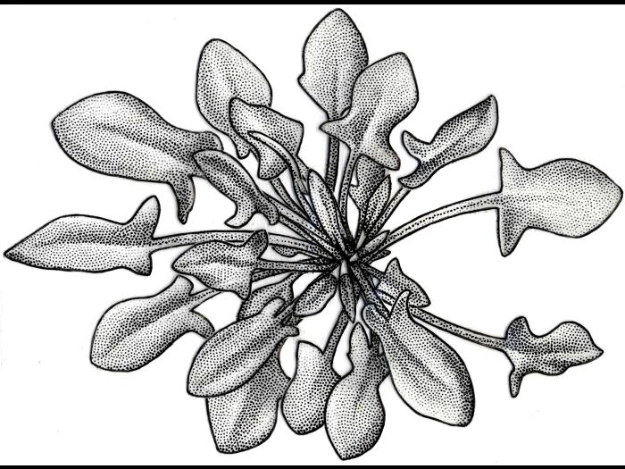 Identification_Rosette