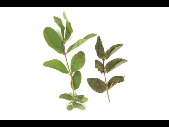 Camerise - bromoxynil (ester) (6)_1