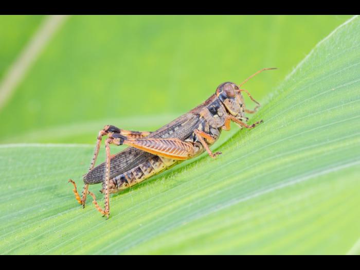 Criquet voyageur (Melanoplus sanguinipes)_2