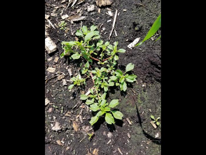 Amarante livide(Amaranthus blitum)_1