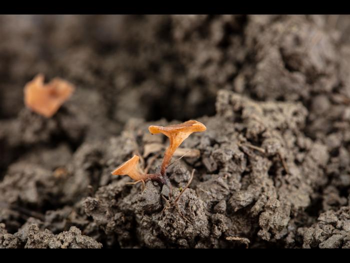 Sclerotinia sclerotiorum