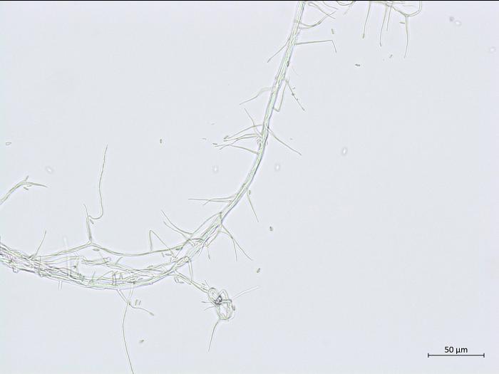 Acremonium_D55854-1_LQ