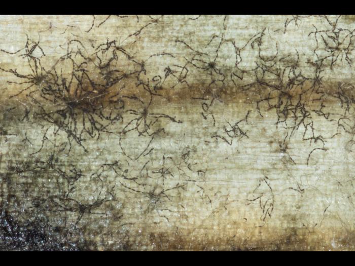 Alternaria_alternata_D39112