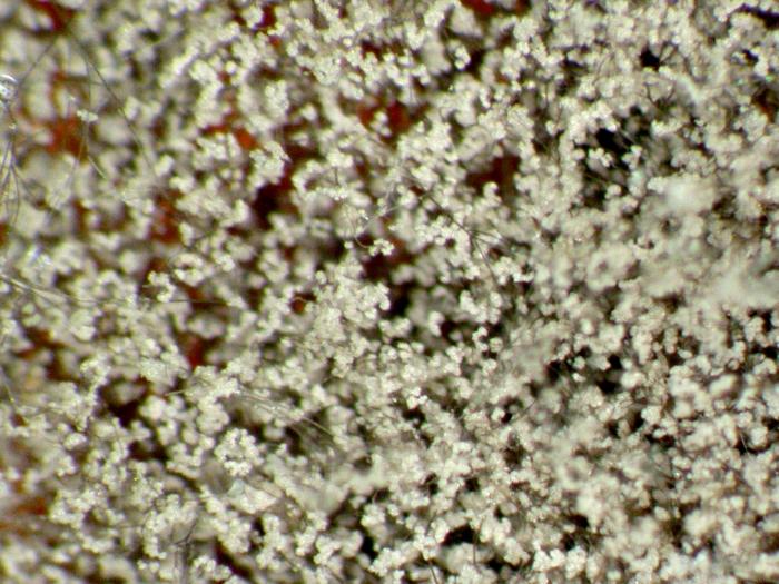 Botrytis_cinerea-02_LQ