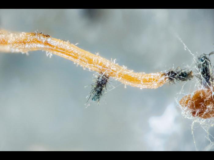 Chaetomium_funicola_D52238-1_LQ