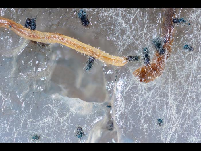 Chaetomium_funicola_D52238-2_LQ