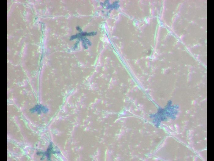 Chromelosporium-1_LQ