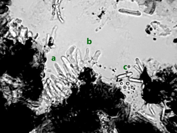 Coleophoma_empetri-05a_LQ