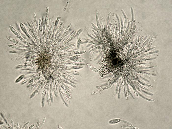 Colletotrichum_acutatum-01