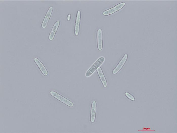 Cylindrocarpon_D27080-1_LQ