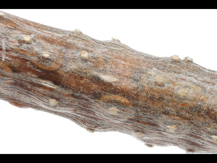 Cytospora_chrysosperma_D57582_Pycnide_LQ