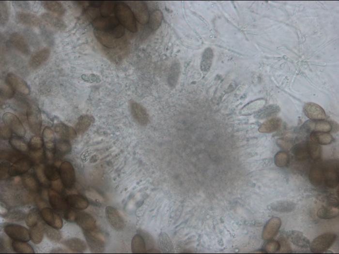 Diplodia_mutila-01_LQ