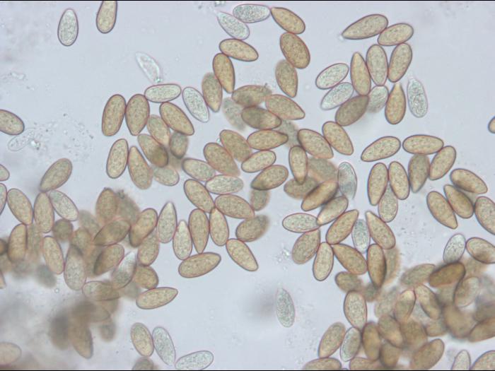 Diplodia_mutila-02_LQ