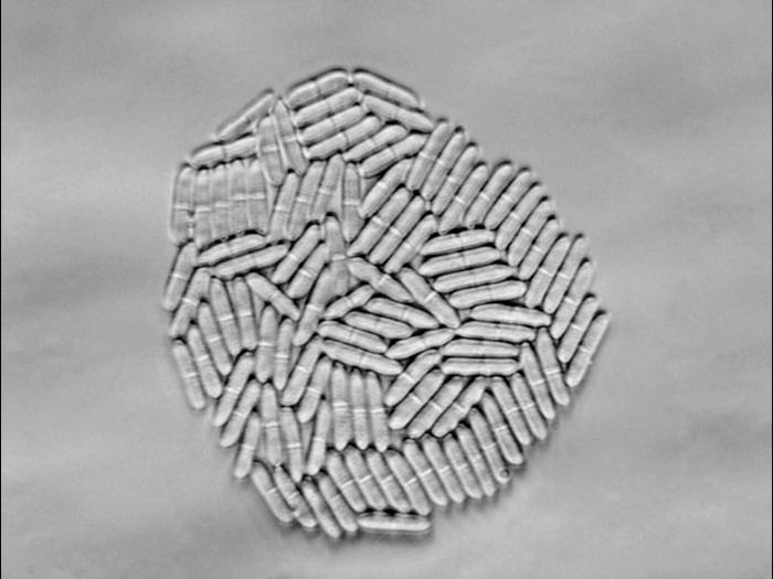 cylindrocarpon-22-ret