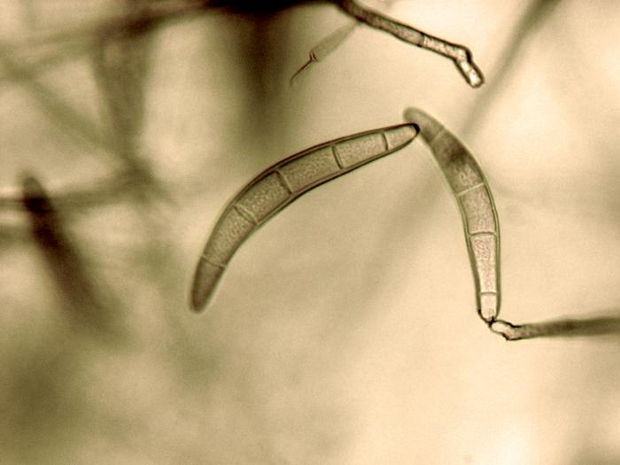 drechslera stenospila-01-ret