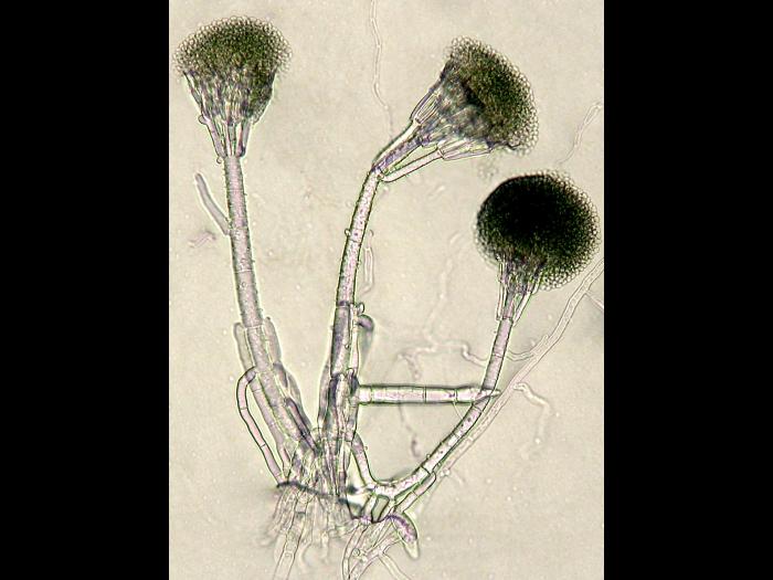 Gliocladium_viride_1