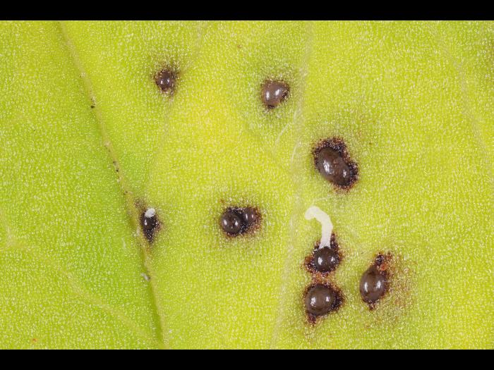 Gloeosporidiella_ribis_1