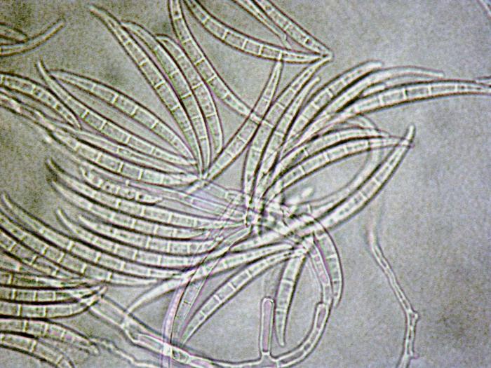 Fusarium_acuminatum_1