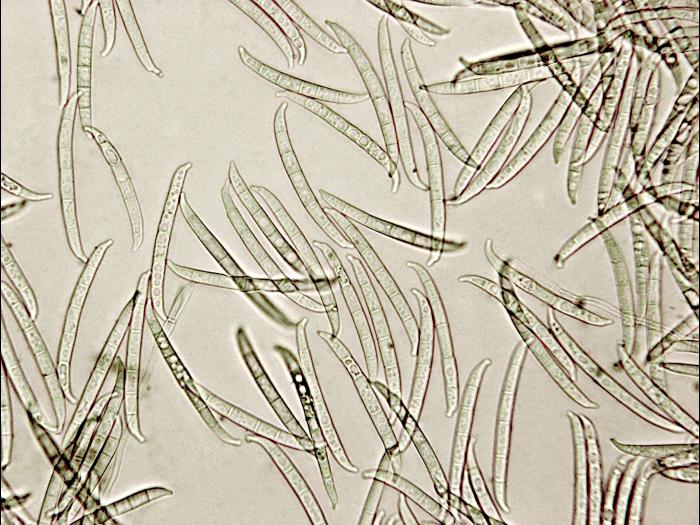 Fusarium_lateritium_1
