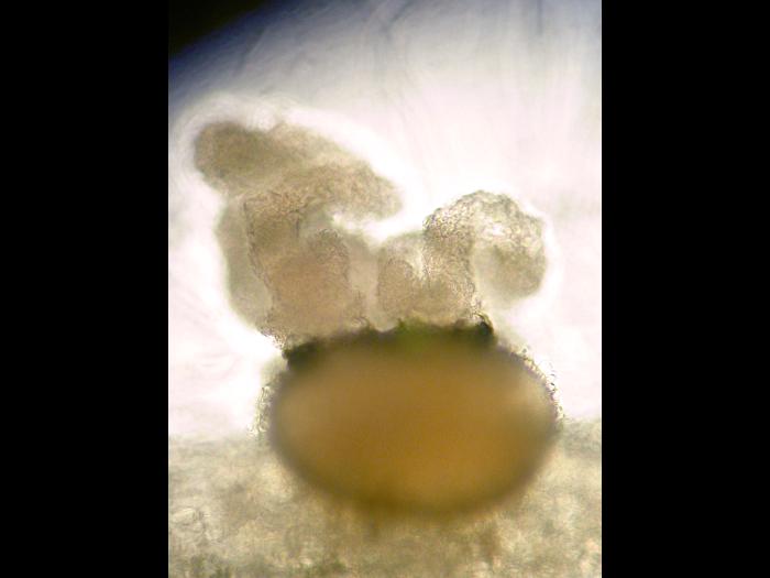 Phoma_sp_2