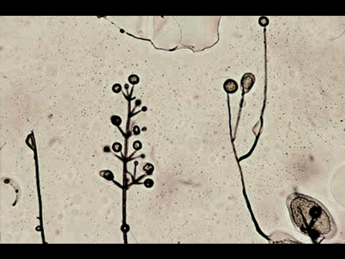 Verticillium_dahliae_4