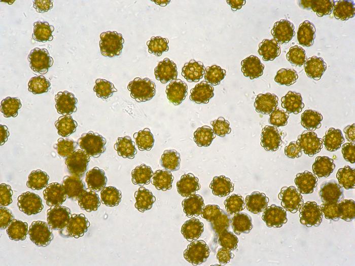 Urocystis_magica_1
