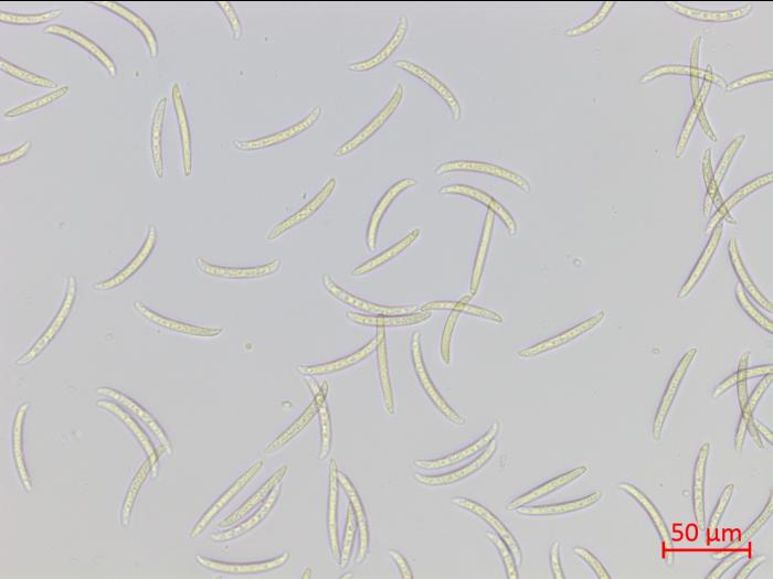 Fusarium virguliforme