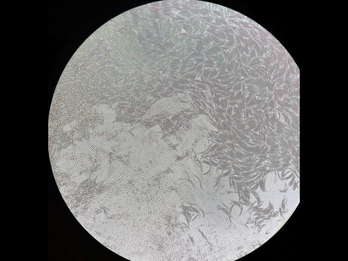 fusarium virguliforme