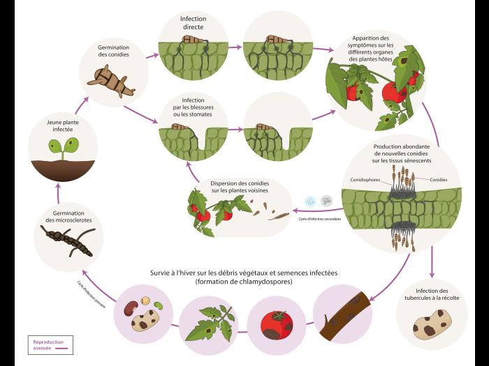 Alternaria sp. cycle de maladie