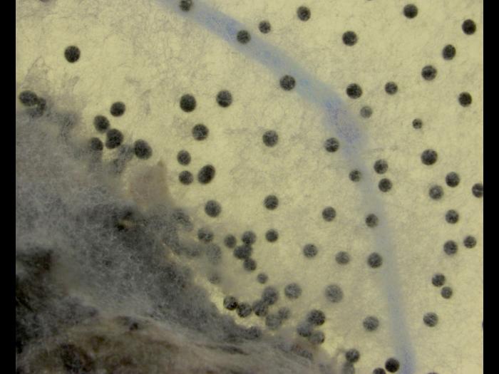 Sclerotium cepivorum