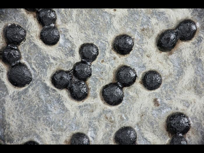 Sclerotium cepivorum